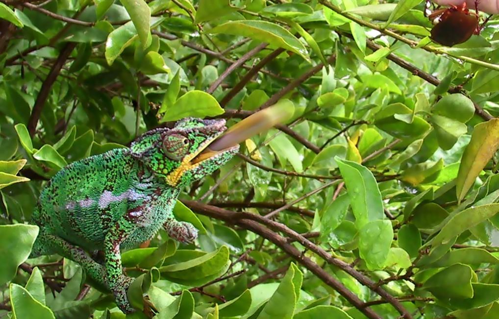 Fonds d'cran Animaux Camlons Cameleon en chasse