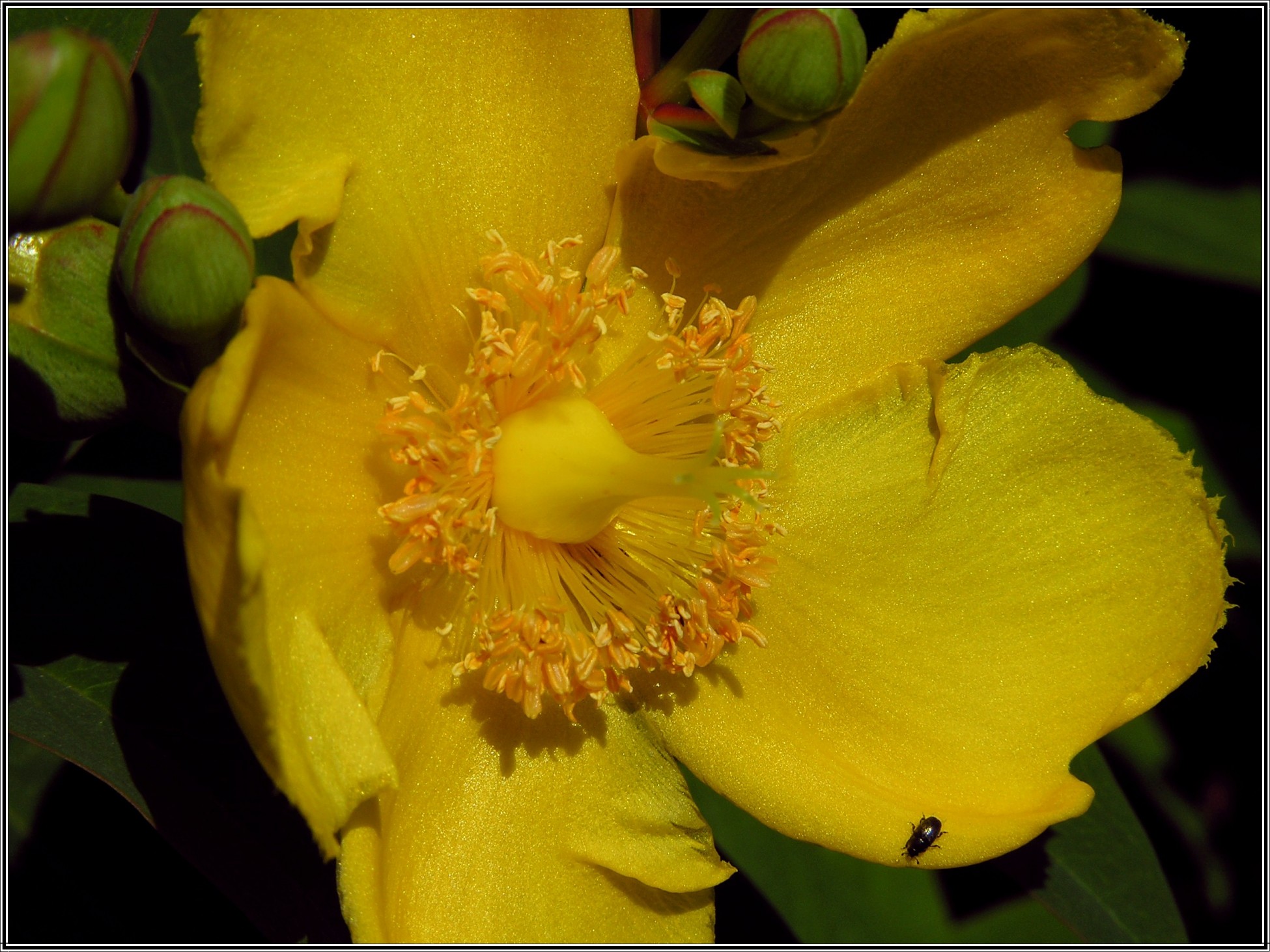 Fonds d'cran Nature Fleurs 