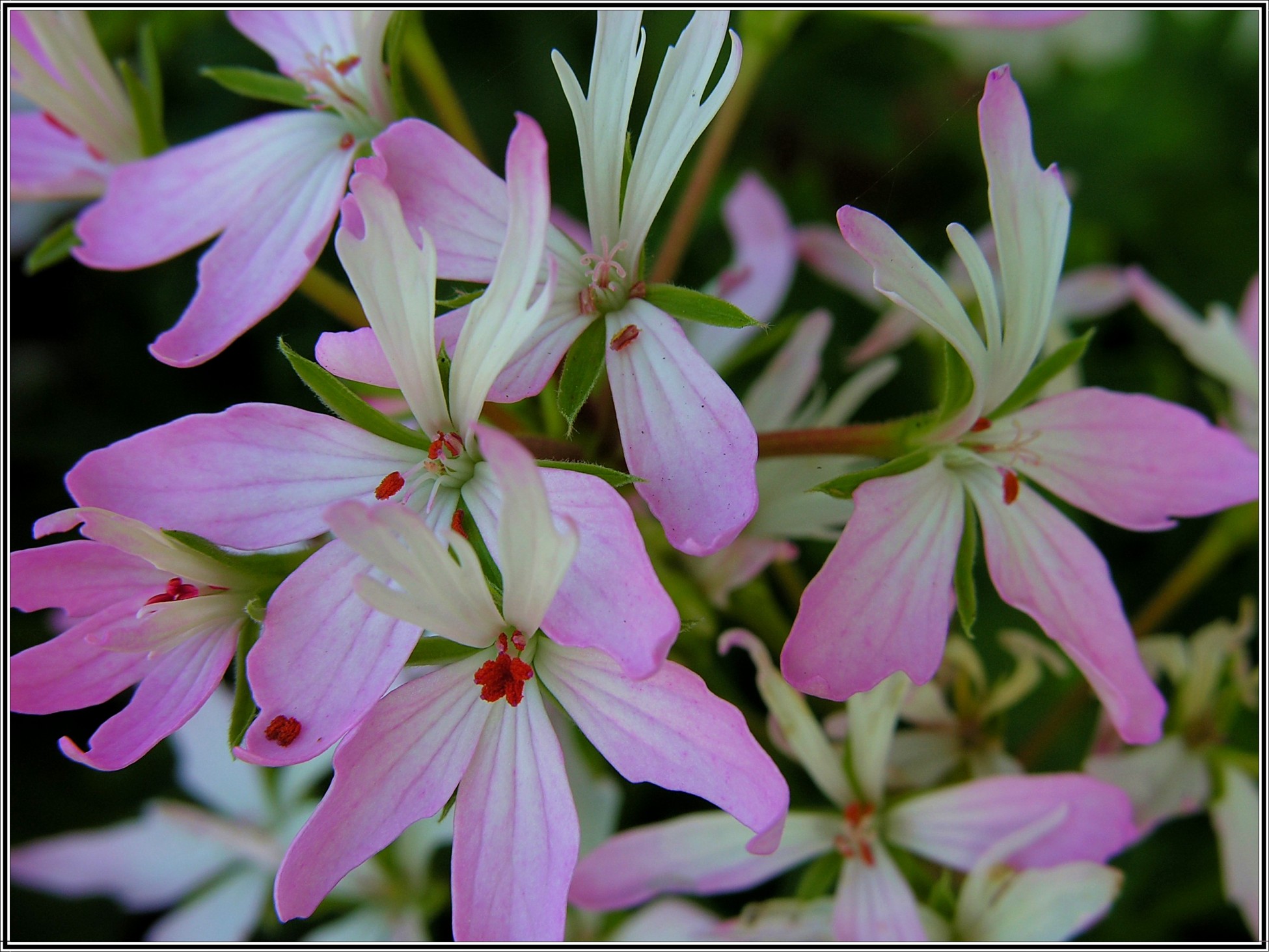 Fonds d'cran Nature Fleurs 