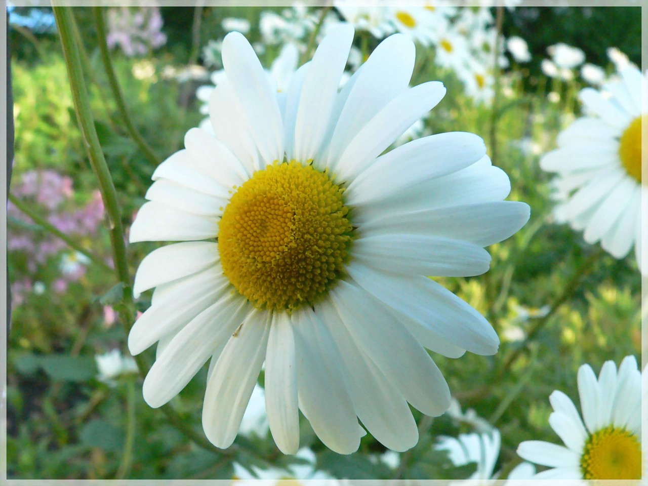 Fonds d'cran Nature Fleurs 