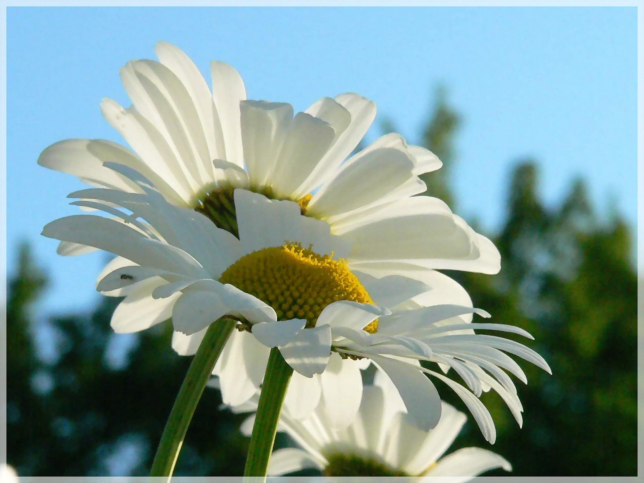 Fonds d'cran Nature Fleurs 