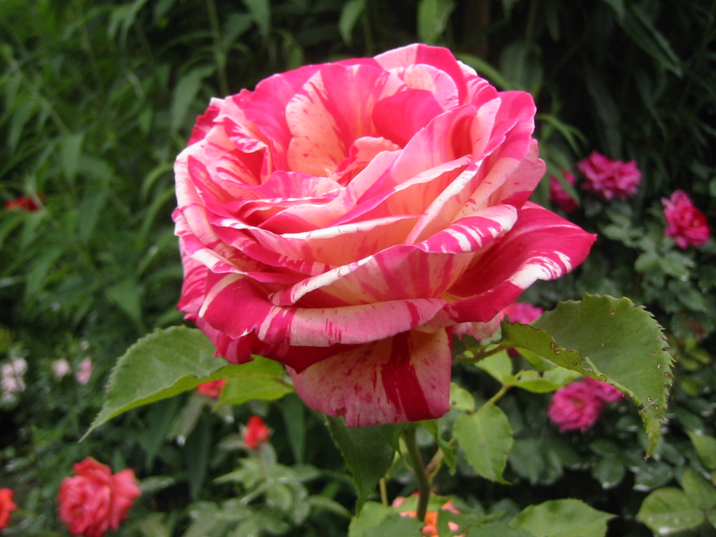 Fonds d'cran Nature Fleurs Rose panache de mon jardin