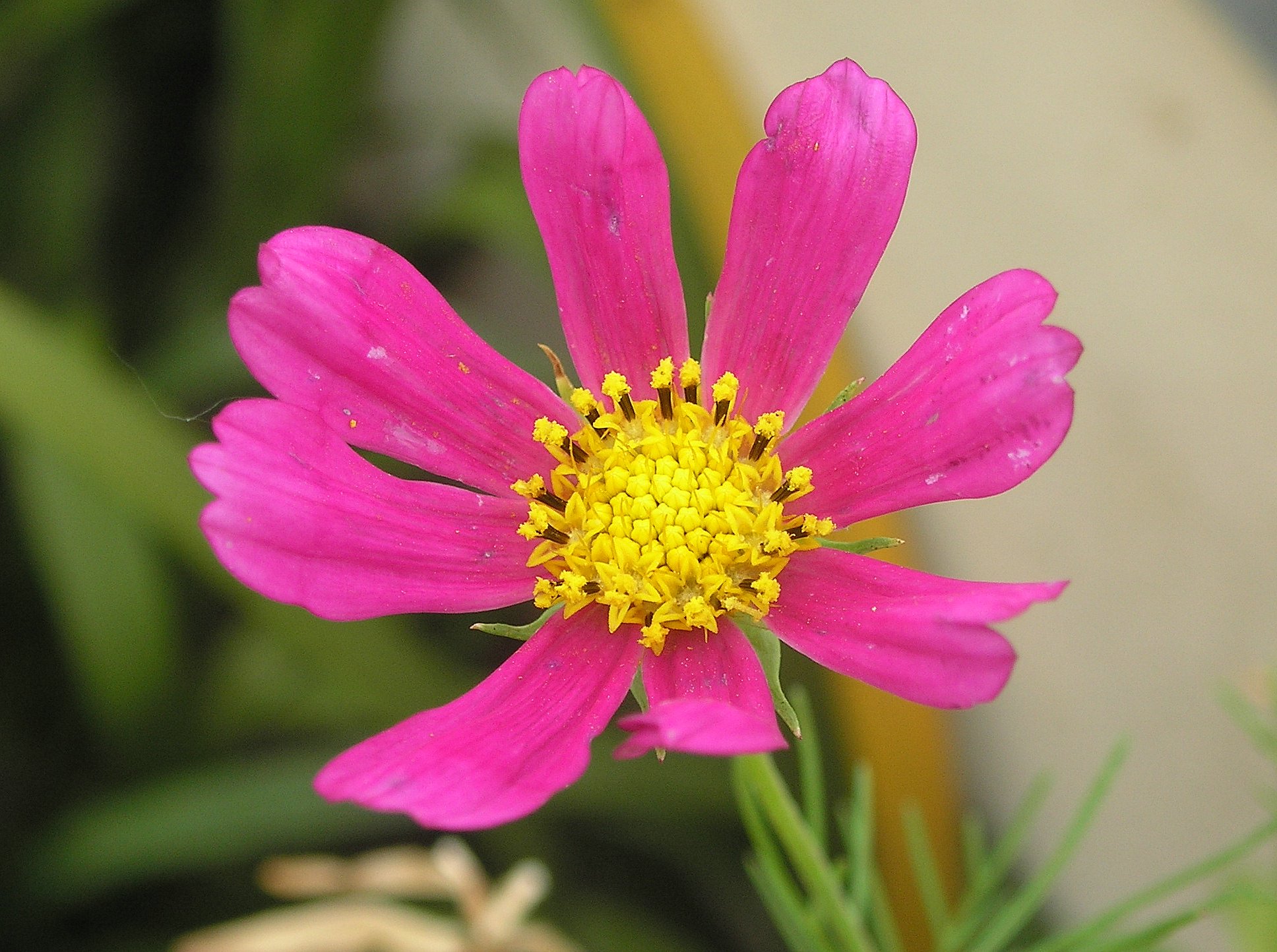 Wallpapers Nature Flowers un tout chtit cosmos