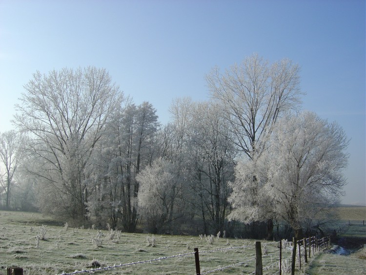 Fonds d'cran Nature Arbres - Forts lieu dit moince en hiver