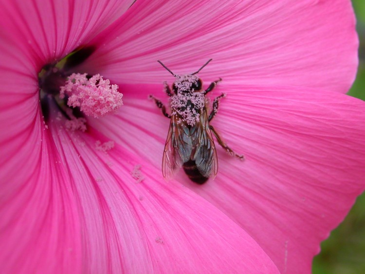 Wallpapers Nature Flowers Intrus sur fleur