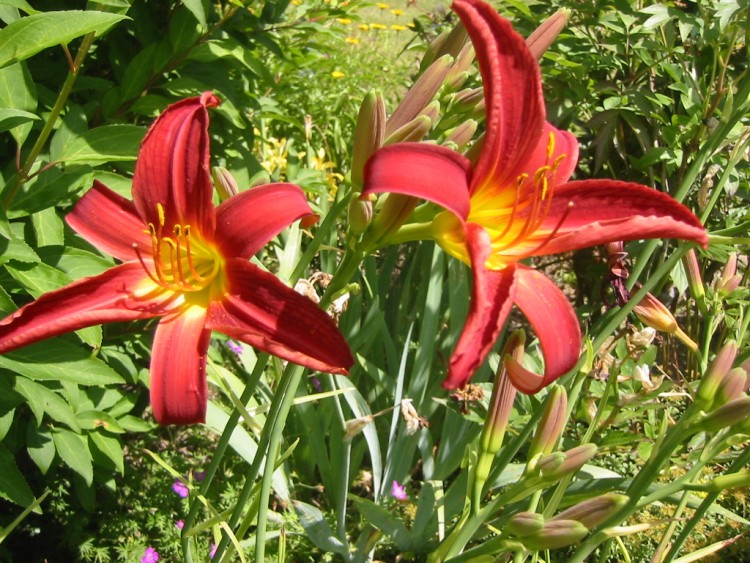 Fonds d'cran Nature Fleurs Hmrocalles de mon jardin