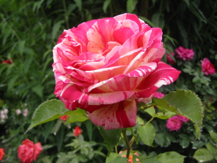 Fonds d'cran Nature Fleurs Rose panache de mon jardin