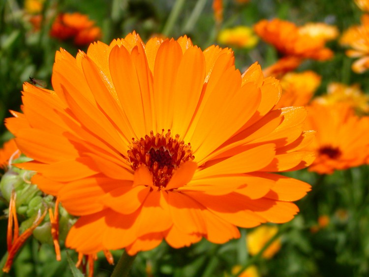 Wallpapers Nature Flowers Orange-F