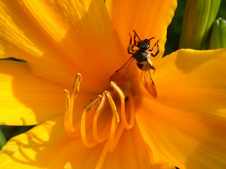 Wallpapers Nature Flowers BeeFlow