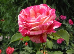 Fonds d'cran Nature Rose panache de mon jardin