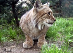 Fonds d'cran Animaux au zoo d'amnville