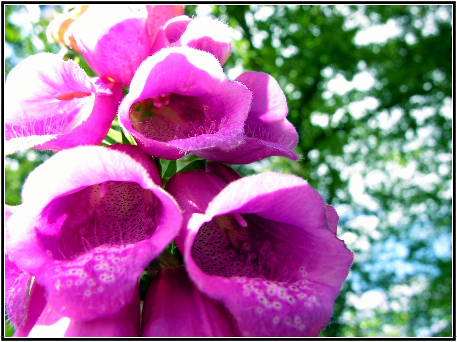 Fonds d'cran Nature Fleurs 