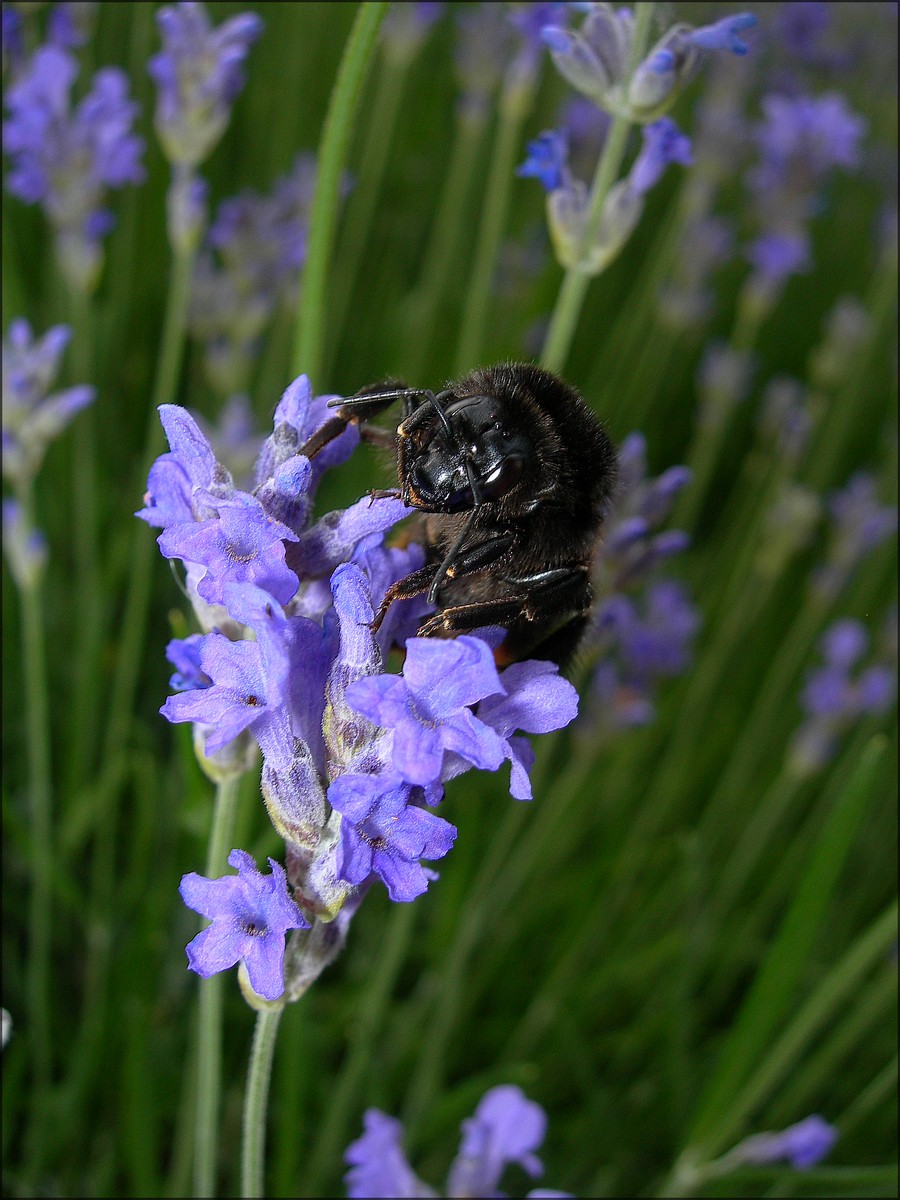 Fonds d'cran Animaux Insectes - Abeilles Gupes ... 