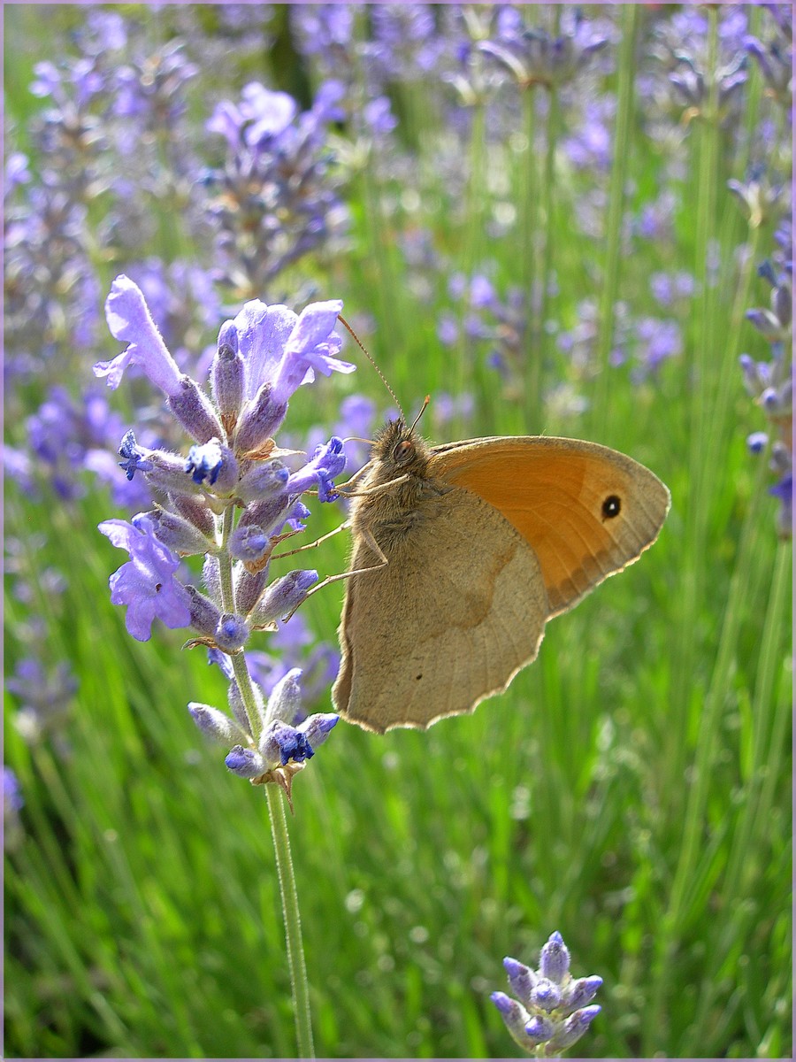 Fonds d'cran Animaux Insectes - Papillons Papillon