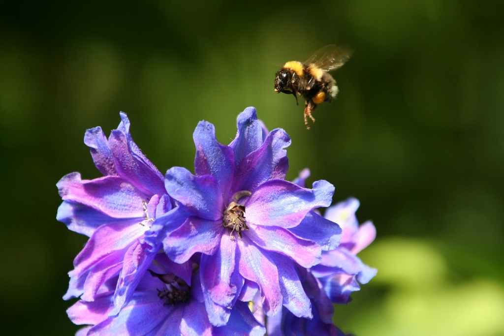 Fonds d'cran Nature Fleurs Soft landing