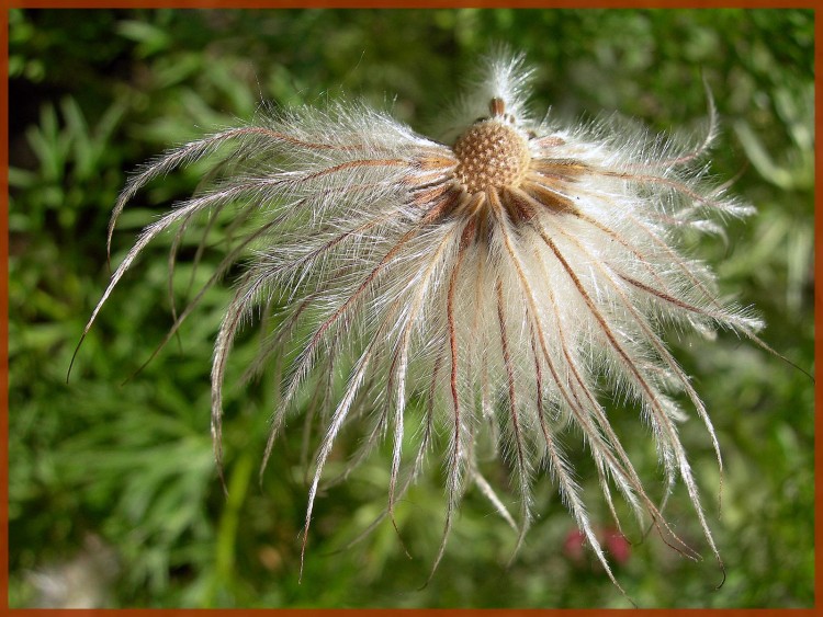 Wallpapers Nature Flowers Plumet d'anmone