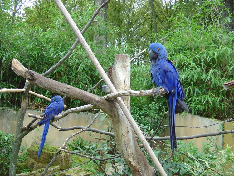 Fonds d'cran Animaux Oiseaux - Perroquets ZOO D' AMNEVILLE