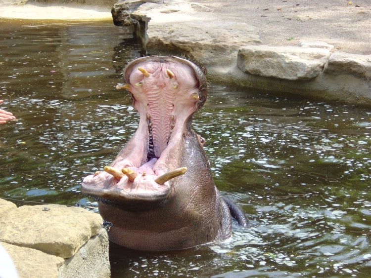 Fonds d'cran Animaux Hippopotames ZOO D' AMNEVILLE