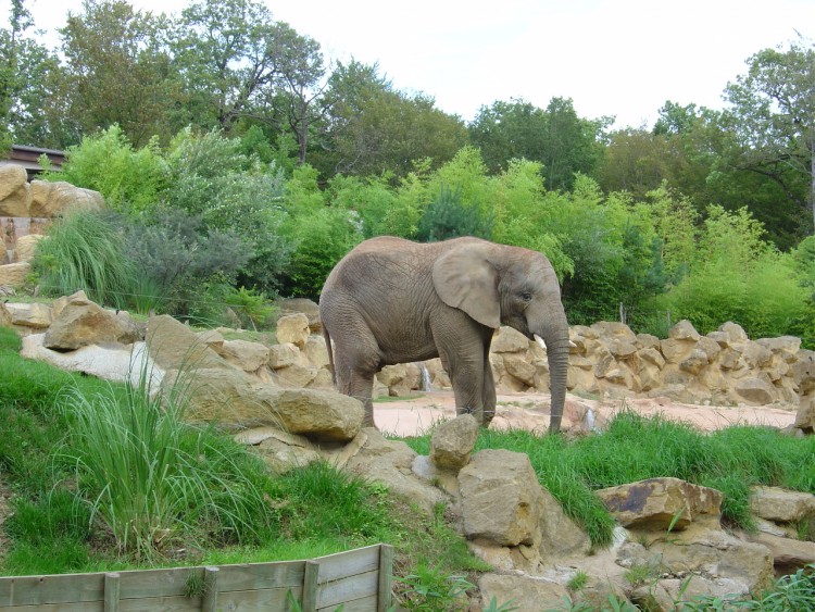 Fonds d'cran Animaux Elphants ZOO D' AMNEVILLE