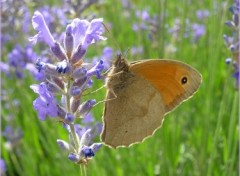 Fonds d'cran Animaux Papillon