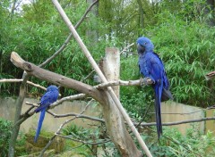 Wallpapers Animals ZOO D' AMNEVILLE