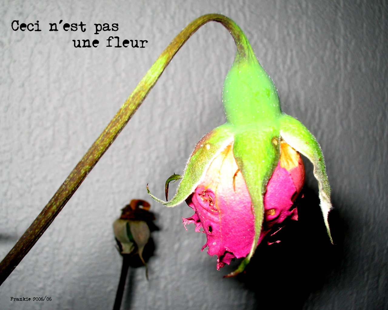 Fonds d'cran Nature Fleurs Ceci n'est pas une fleur...