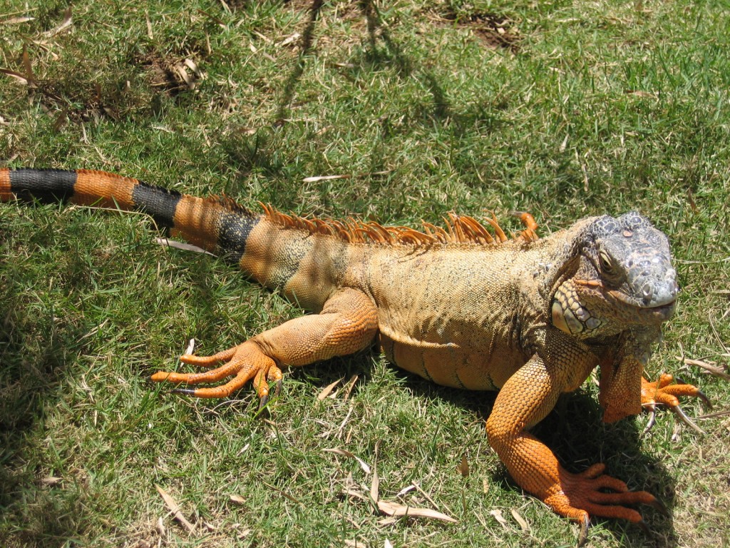 Fonds d'cran Animaux Iguanes 