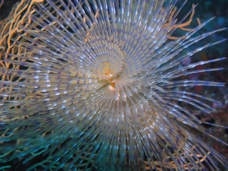 Fonds d'cran Animaux Vie marine - Poissons Spirographe