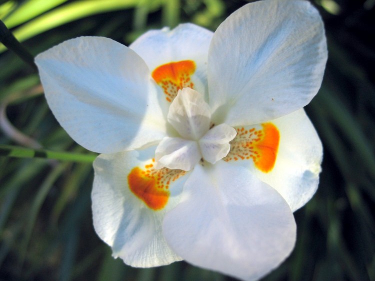 Fonds d'cran Nature Fleurs fleur de rpublique dominicaine