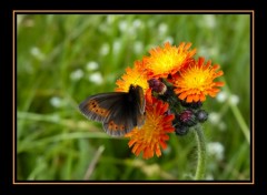 Fonds d'cran Nature Epervire orange