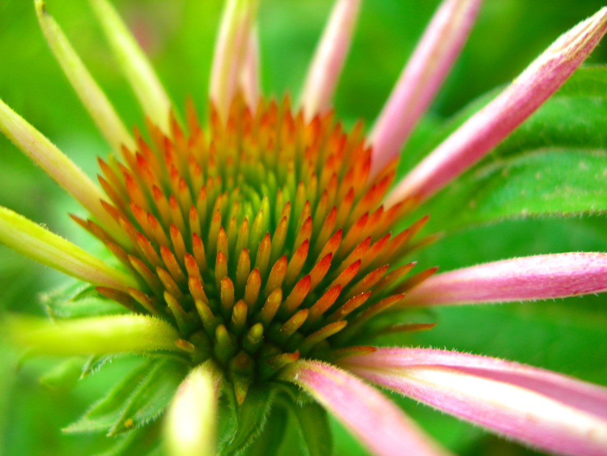 Fonds d'cran Nature Fleurs 