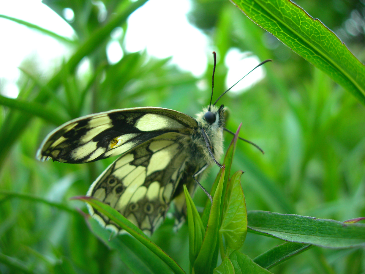 Wallpapers Animals Insects - Butterflies Papillon