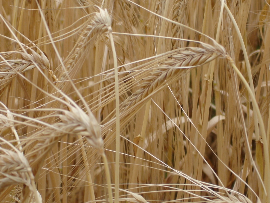 Fonds d'cran Nature Champs - Prairies bl