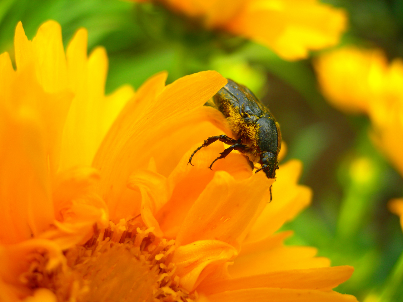 Fonds d'cran Animaux Insectes - Divers 