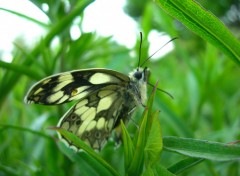 Wallpapers Animals Papillon