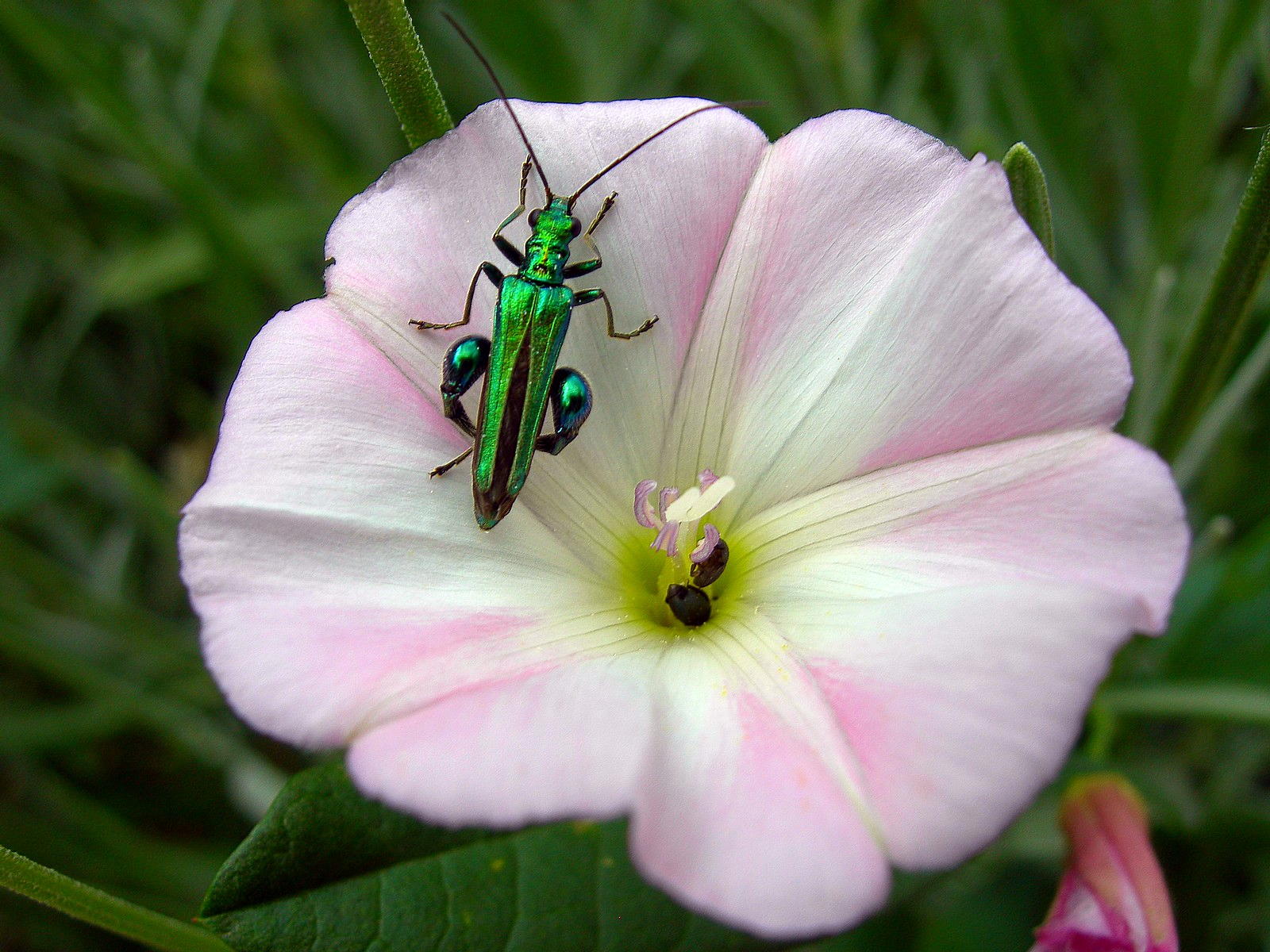 Fonds d'cran Animaux Insectes - Divers 