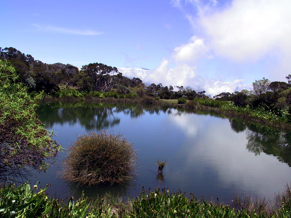 Wallpapers Trips : Africa Reunion Le Piton de l'eau sur le chemin du Piton de la Fournaise