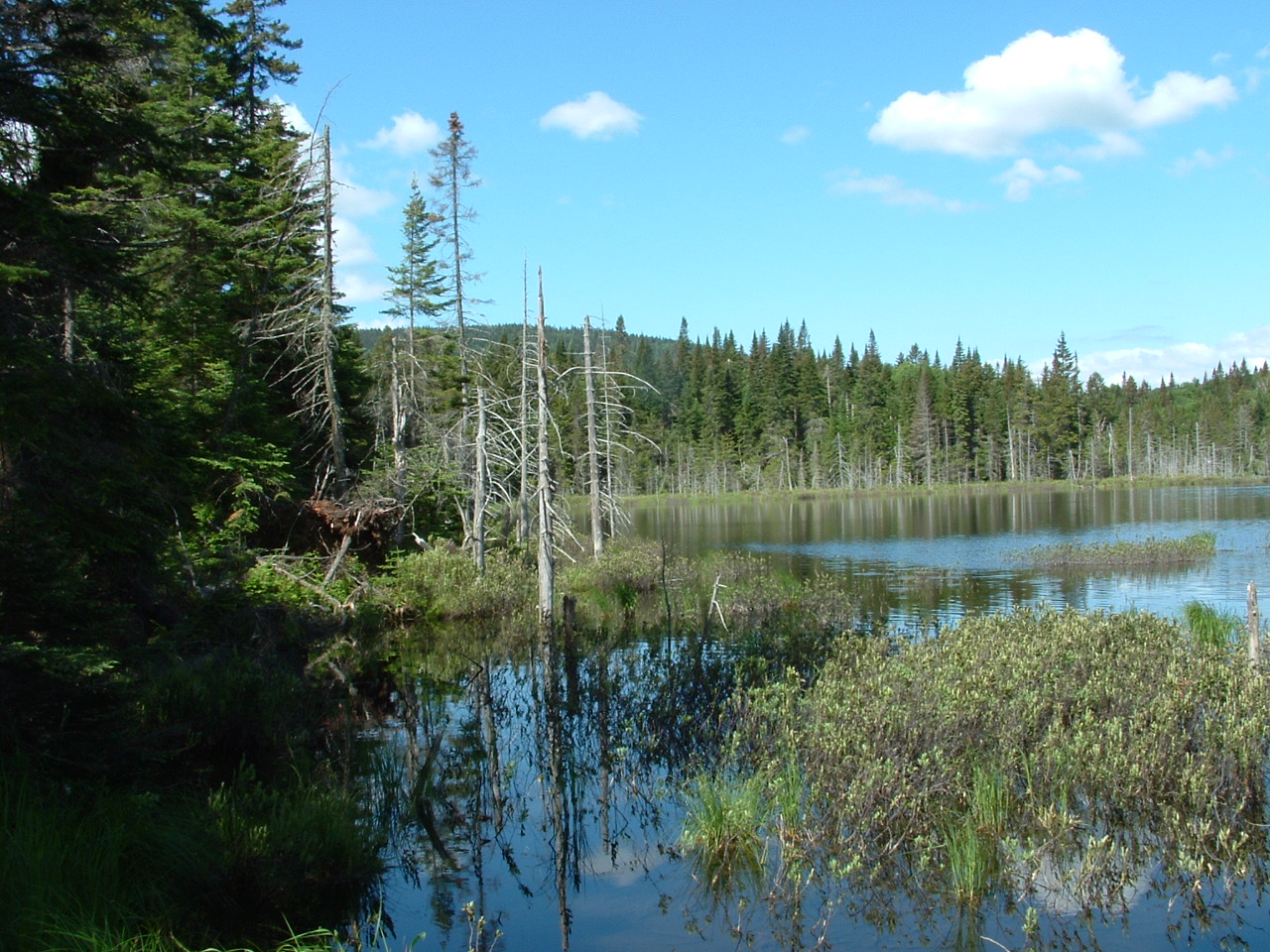 Wallpapers Nature Trees - Forests Le Qubec, a vous tente ?