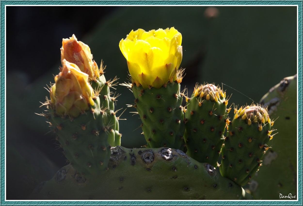 Wallpapers Nature Flowers L'Ile de beaut