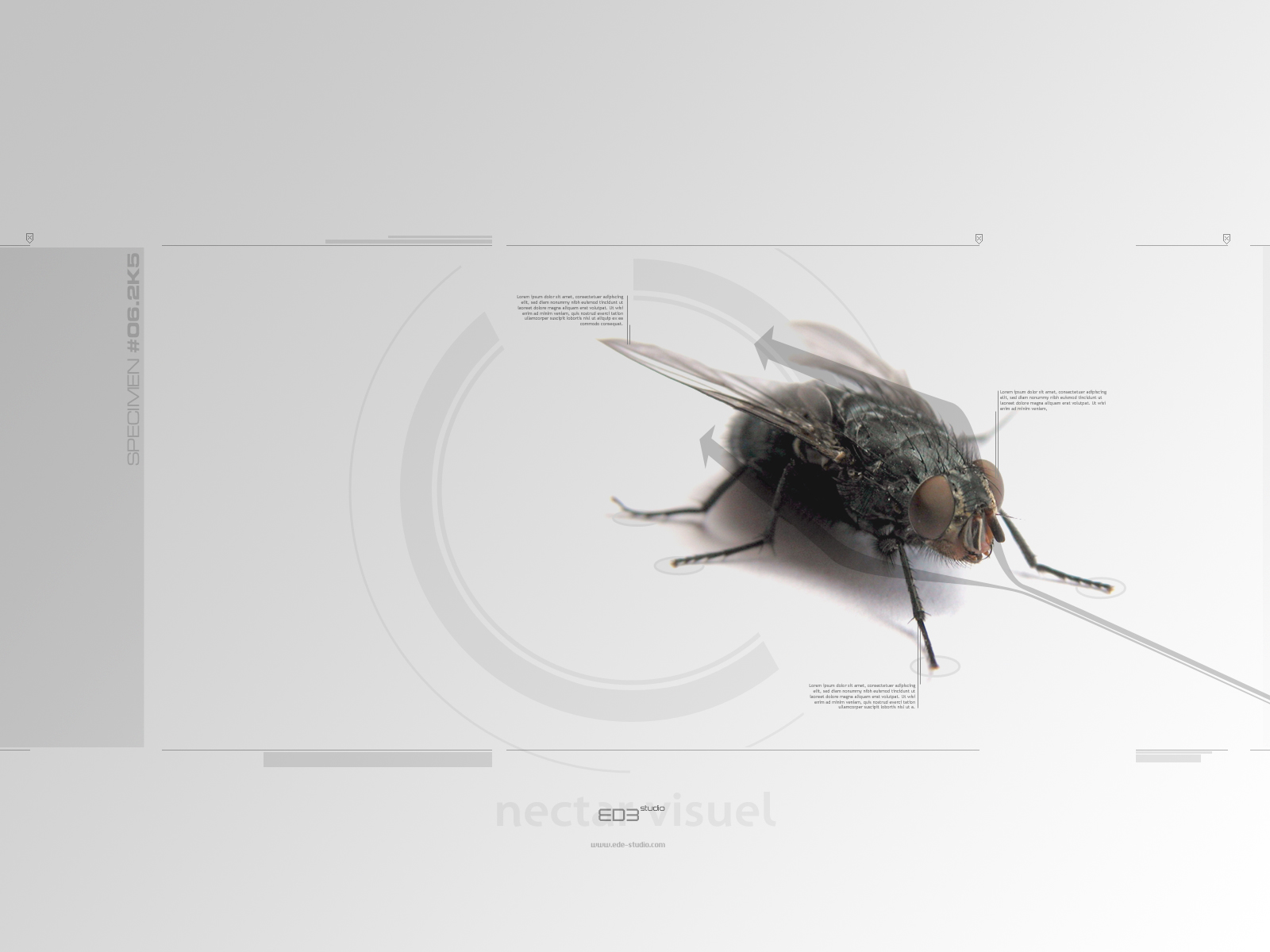 Fonds d'cran Animaux Insectes - Mouches Specimen