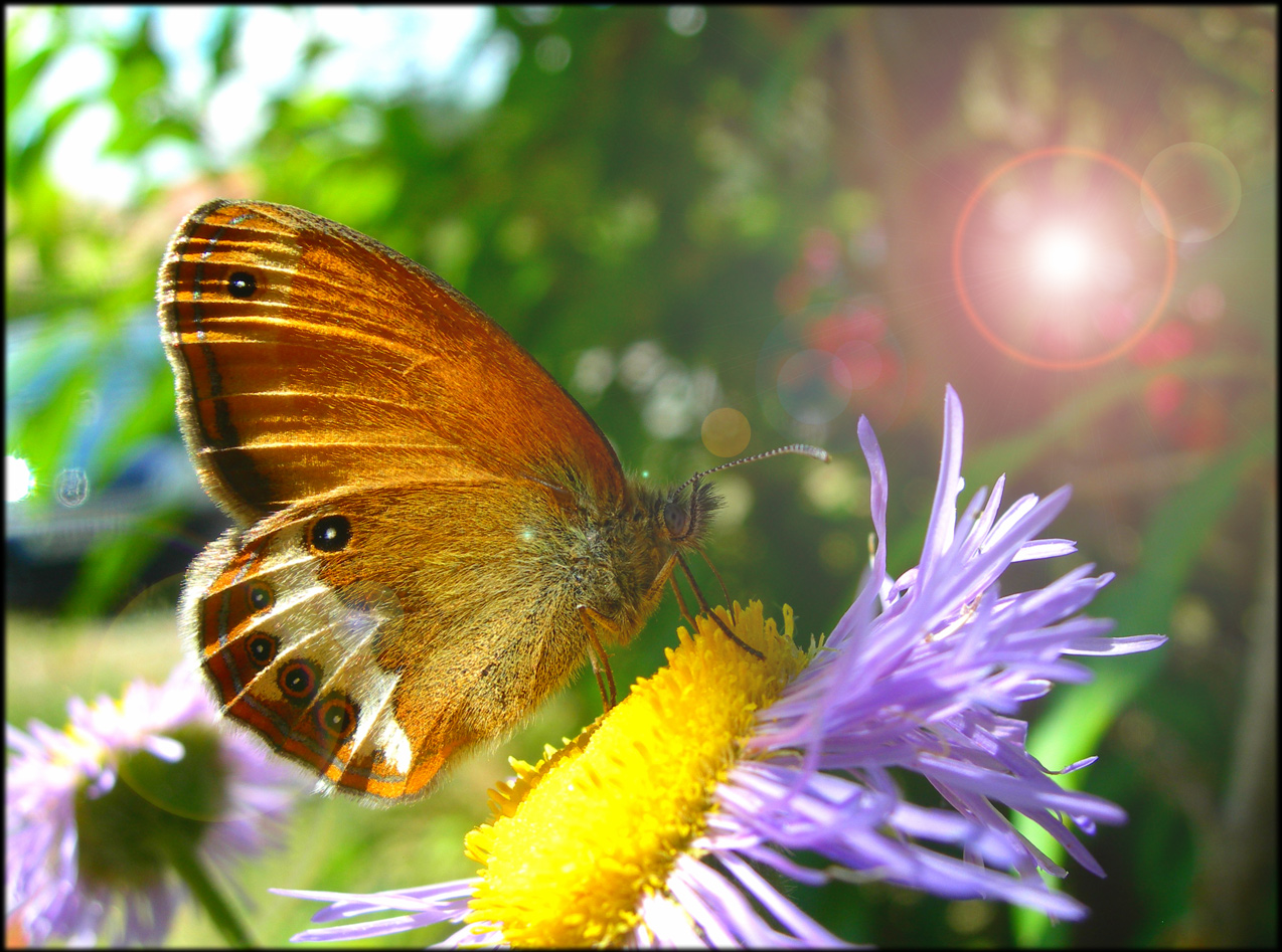 Fonds d'cran Animaux Insectes - Papillons 