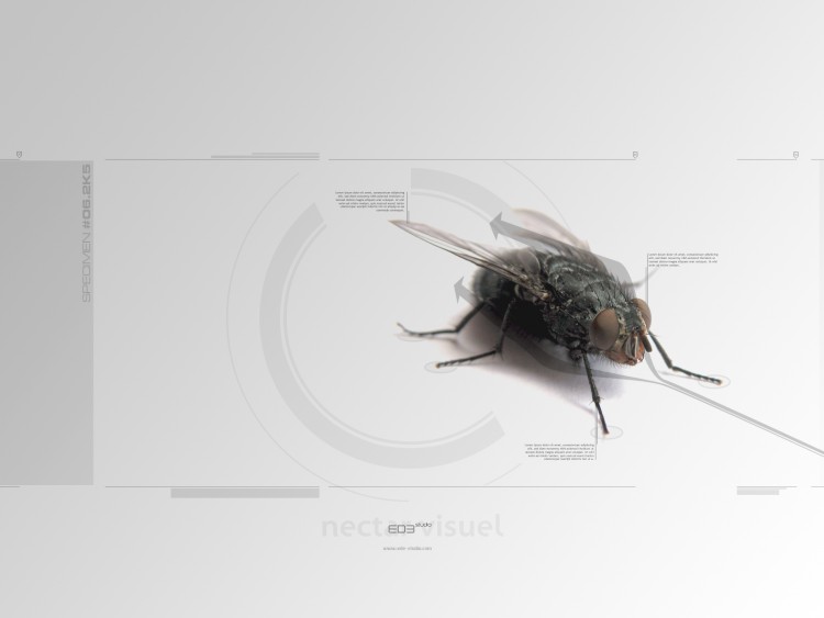 Wallpapers Animals Insects - Flies Specimen