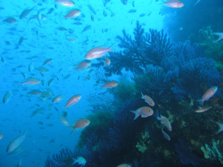 Wallpapers Animals Sealife - Fishes Tombant de Cassidaigne