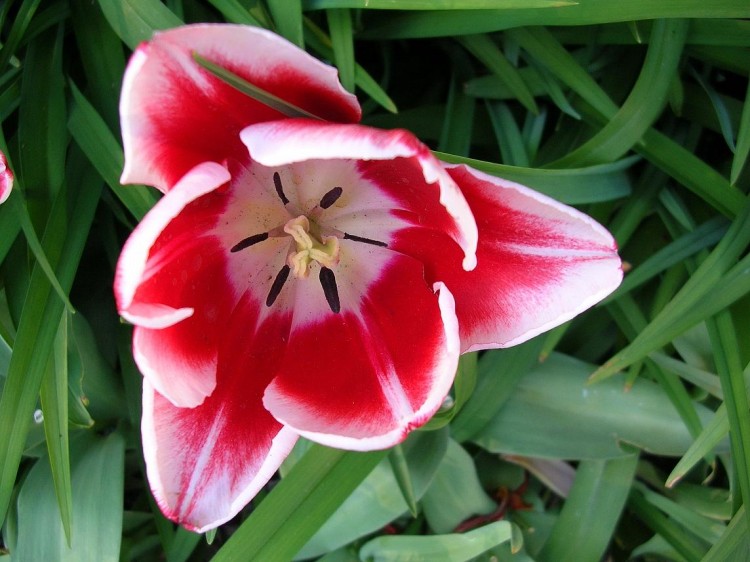 Fonds d'cran Nature Fleurs Tulipe