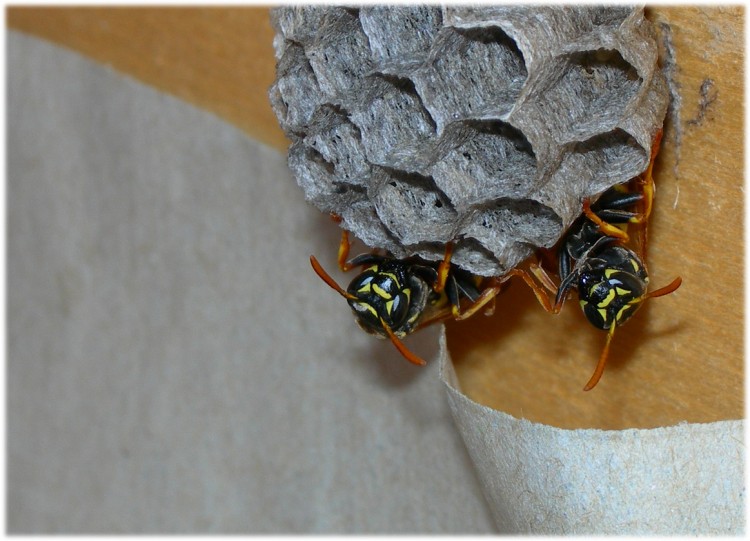 Wallpapers Animals Insects - Bees, Wasps Gupes