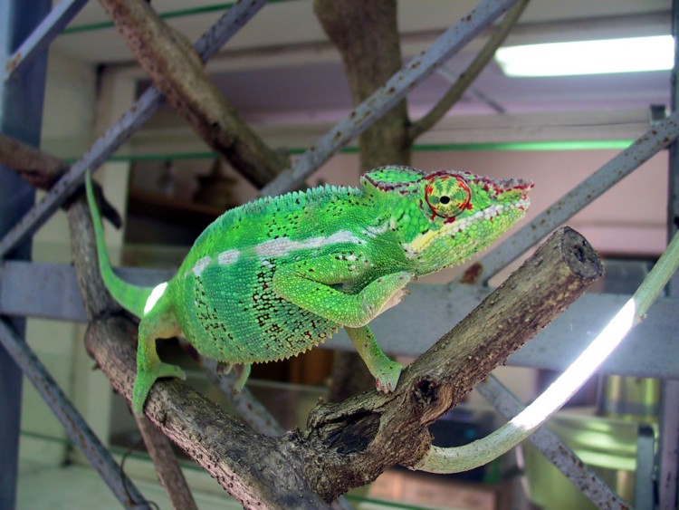 Wallpapers Animals Chameleons Coucou  tous