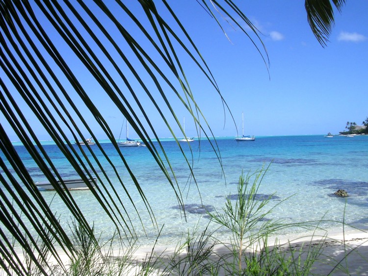 Wallpapers Nature Paradisiac Islands A l'ombre d'un palmier  bora bora