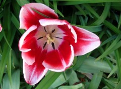 Fonds d'cran Nature Tulipe