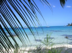 Wallpapers Nature A l'ombre d'un palmier  bora bora