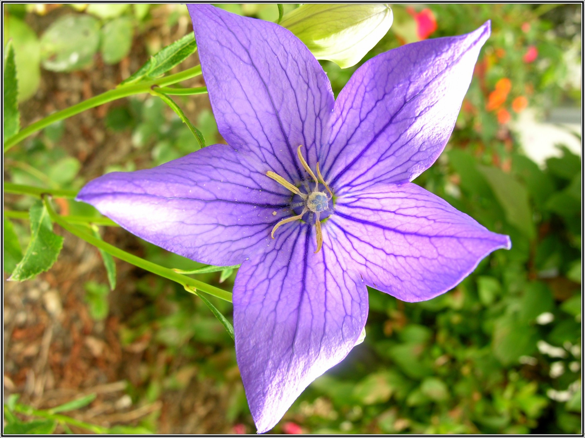 Fonds d'cran Nature Fleurs 